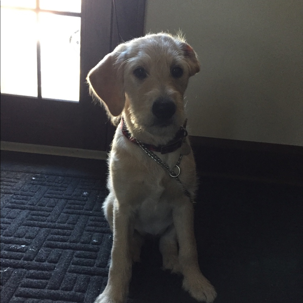 Meet your Posher, Sam